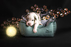 Australian Shepherd Welpe