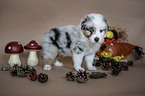 stehender Australian Shepherd Welpe