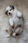 liegender Australian Shepherd Welpe