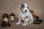 sitzender Australian Shepherd Welpe