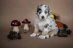 sitzender Australian Shepherd Welpe