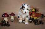 sitzender Australian Shepherd Welpe