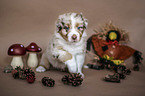 sitzender Australian Shepherd Welpe