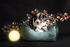 Australian Shepherd Welpe