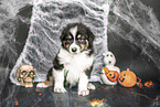 sitzender Australian Shepherd Welpe