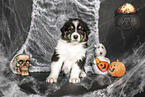 sitzender Australian Shepherd Welpe