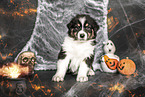 sitzender Australian Shepherd Welpe