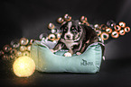 Australian Shepherd Welpe