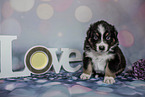 sitzender Australian Shepherd Welpe