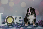 sitzender Australian Shepherd Welpe