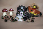 liegender Australian Shepherd Welpe