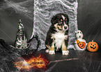 sitzender Australian Shepherd Welpe