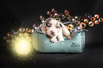 Australian Shepherd Welpe