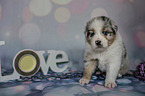 sitzender Australian Shepherd Welpe