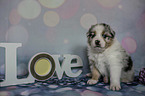 sitzender Australian Shepherd Welpe