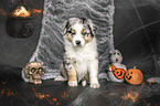 sitzender Australian Shepherd Welpe