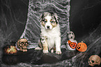 sitzender Australian Shepherd Welpe