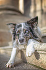 liegender Australian Shepherd