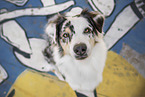 sitzender Australian Shepherd