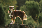 Australian Shepherd