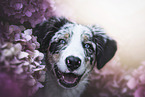 junger Australian Shepherd