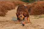 rennender Australian Shepherd