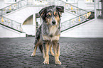 Australian Shepherd