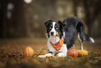 Australian Shepherd