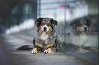 liegender Australian Shepherd