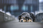 liegender Australian Shepherd