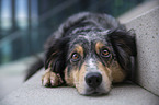 liegender Australian Shepherd