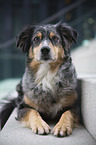 liegender Australian Shepherd