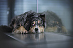 liegender Australian Shepherd