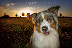 Australian Shepherd Portrait