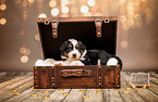 Australian Shepherd Welpe