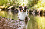 liegender Australian Shepherd