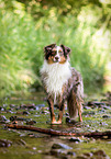 Australian Shepherd