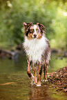 Australian Shepherd