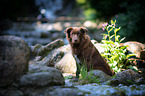 sitzender Australian Shepherd