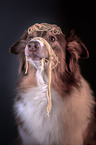 Australian Shepherd Portrait