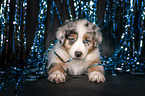 Australian Shepherd Welpe