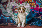 Australian Shepherd Welpe