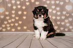 Australian Shepherd Welpe