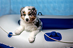 Australian Shepherd Welpe