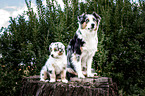 Australian Shepherds