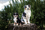 Australian Shepherds