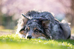 Australian Shepherd vor Kirschblten