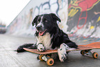 Australian Shepherd auf Skateboard