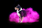 Australian Shepherd mit Holi Pulver