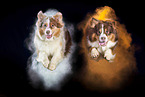 Australian Shepherd mit Holi Pulver